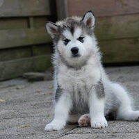 Foto 4 van een Alaskan Malamute