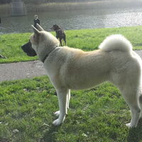 Foto 1 van een Great Japanese Dog