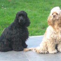 Foto 3 van een Amerikaanse Cockerspaniel