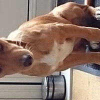 Foto 2 van een Podenco Canario