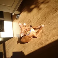 Foto 1 van een Podenco Canario