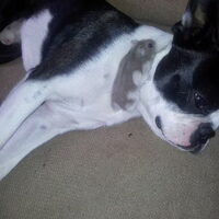 Foto 4 van een Boston Terrier