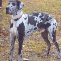 Foto 2 van een Duitse Dog, zwart zwart wit