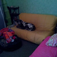 Foto 2 van een Duitse Dog