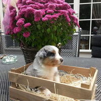 Foto 7 van een Australian Shepherd