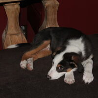 Foto 6 van een Australian Shepherd