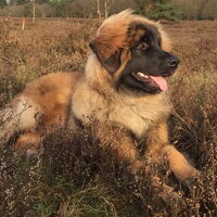 Foto 8 van een Leonberger