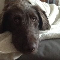 Foto 8 van een Labradoodle