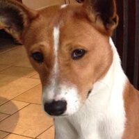 Foto 1 van een Basenji
