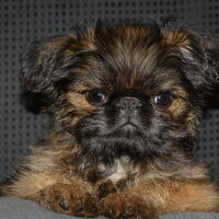 Foto 4 van een Griffon Bruxellois