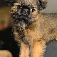 Foto 3 van een Griffon Bruxellois