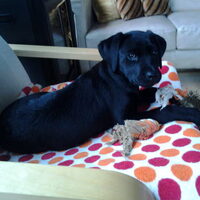 Foto 4 van een Labrador Retriever