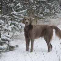 Foto 3 van een Weimaraner, langhaar