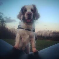 Foto 1 van een Clumber Spaniel