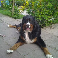 Foto 6 van een Berner Sennenhond