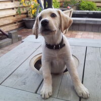Foto 3 van een Labrador Retriever