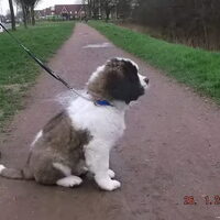 Foto 5 van een Sint Bernhard