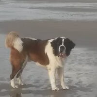 Foto 2 van een Sint Bernhard