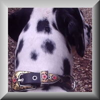 Foto 3 van een Dalmatische hond