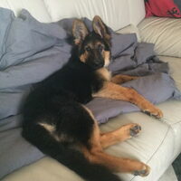 Foto 3 van een Duitse Herdershond Langstokhaar