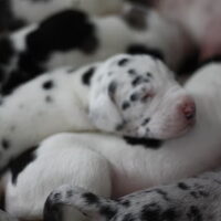 Foto 1 van een Duitse Dog, zwart zwart wit