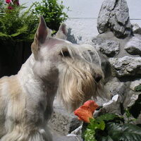 Foto 6 van een Schotse Terrier