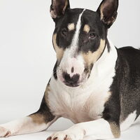 Foto 2 van een Bull Terrier, standaard