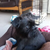 Foto 1 van een Griffon belge