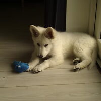 Foto 7 van een Zwitserse Witte Herdershond