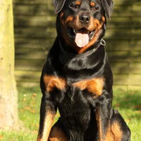 Foto 9 van een Rottweiler