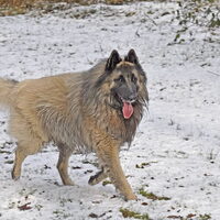 Foto 3 van een Tervuerense Herder