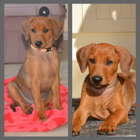 Foto 5 van een Duitse Pinscher
