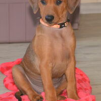 Foto 4 van een Duitse Pinscher