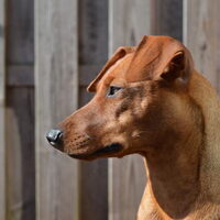 Foto 2 van een Duitse Pinscher