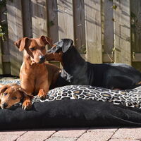 Foto 1 van een Duitse Pinscher