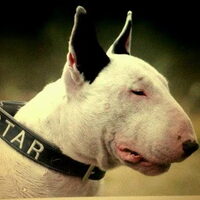 Foto 1 van een Bull Terrier, standaard