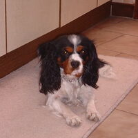Foto 4 van een King Charles Spaniel