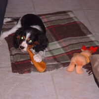 Foto 3 van een King Charles Spaniel