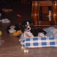 Foto 2 van een King Charles Spaniel