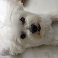 Foto 4 van een Bichon Frise