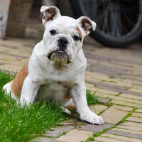 Foto 3 van een Engelse Bulldog