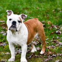 Foto 2 van een Engelse Bulldog