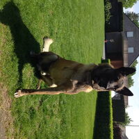 Foto 5 van een Mechelse Herder