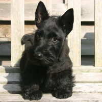 Foto 5 van een Schotse Terrier