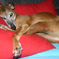 Foto 3 van een Whippet