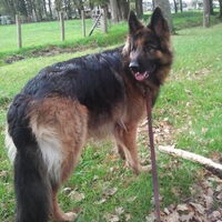 Foto 2 van een Duitse Herdershond Langstokhaar