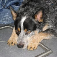 Foto 3 van een Australian Cattle Dog