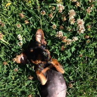 Foto 8 van een Dwergpinscher