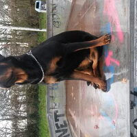 Foto 6 van een Rottweiler