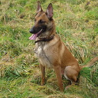 Foto 7 van een Belgische Herdershond, Mechelse
